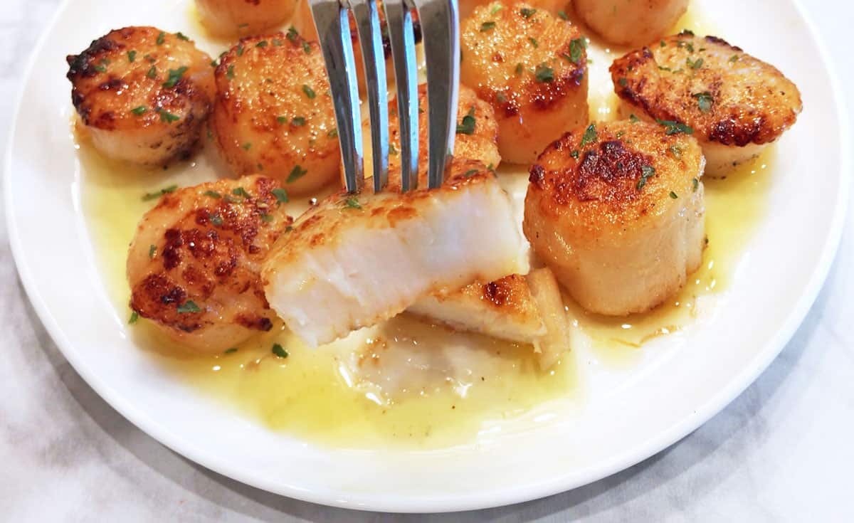 A fork holding a cut scallop to show it's opaque on the inside.