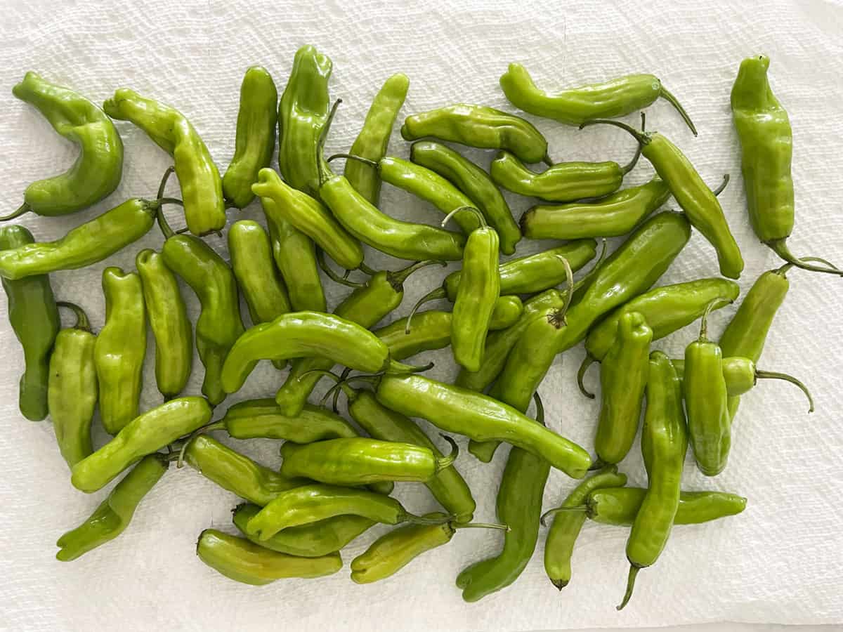Draining the shishito peppers on paper towels.